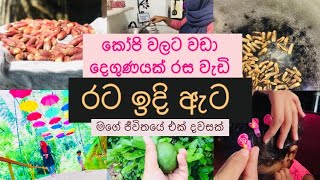 රට ඉදි ඇටවලින් කෝපිවලට සමානව පානයක් | A simple day in my life srilankan dayinmylife viral vlogs