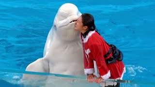 Christmas Version -  Yokohama Hakkeijima Sea Paradise Animal Show 【4K】