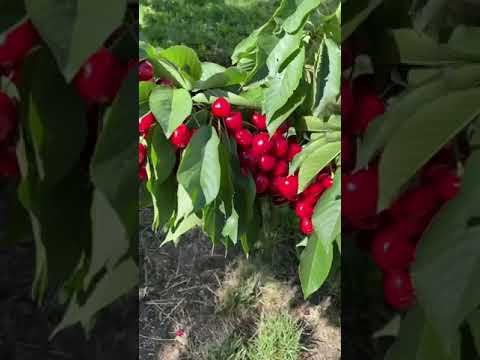 Vídeo: Benton Cherry Info: com cultivar les cireres Benton al paisatge