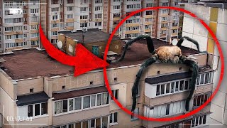 видео: Охота На ПАЛОЧНИКА ! Гигантское Существо Сняли На Камеру ! * Палочник напал на... *! Потусторонние картинка: Охота На ПАЛОЧНИКА ! Гигантское Существо Сняли На Камеру ! * Палочник напал на... *! Потусторонние