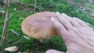 Собираем грибы в лесу.