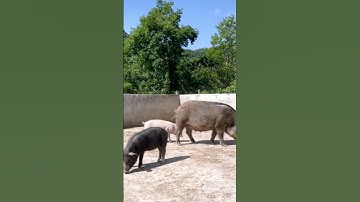 Secrets of pig training a step by step guide@ 35