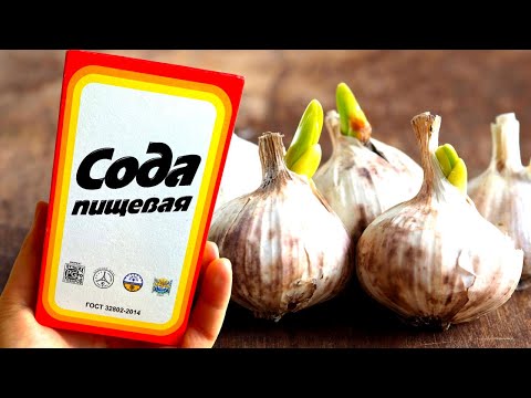 СРОЧНО ДАЙТЕ ЧЕСНОКУ ПРИ ПОСАДКЕ СОДУ И БУДЕТЕ СОБИРАТЬ УРОЖАЙ ТОННАМИ! ОСЕННЯЯ ПОСАДКА ЧЕСНОКА!