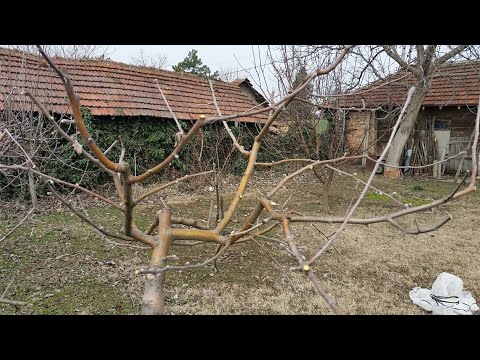 Видео: Кога и как да засаждате ябълкови дървета през пролетта на открито