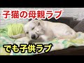 子猫の母親を担うラブラドールも子供のあどけなさが可愛いくてたまりません
