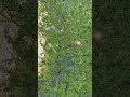 Early summer greenery