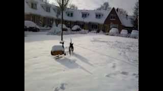 English Bull Terrier