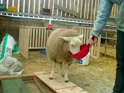 Training MINTY The Sheep To Ring A Bell [Demonstra...
