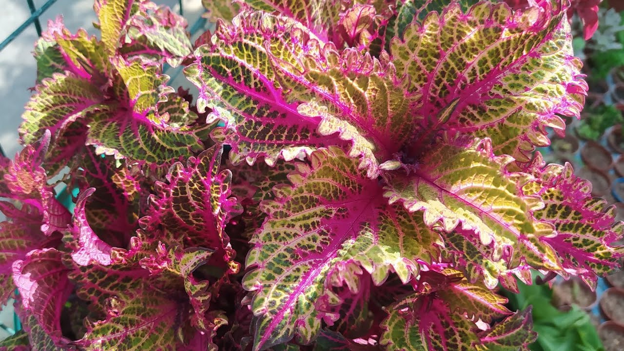 ÇEŞİT ÇEŞİT YAPRAK GÜZELLERİ 😍YAPRAK GUZELİ ÇELİK'TEN ÇOĞALTMA✅ KOLYOS BAKIMI