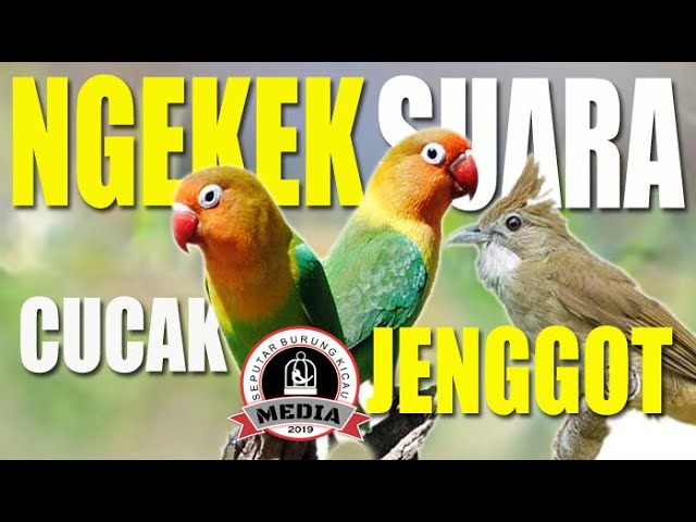 Lovebird isian full Cucak Jenggot Dan Walang Kecek Panjang class=