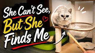 We Adopted a Stray Cat and Only Found Out at Home That She Was Blind!
