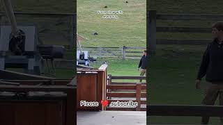 farm show with sheep shearing, sheepdog #roblox #travel #viral #trending #shorts