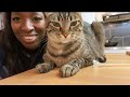 Vlog Déc. 2020 // mon chat s’enfuit // Amychaton