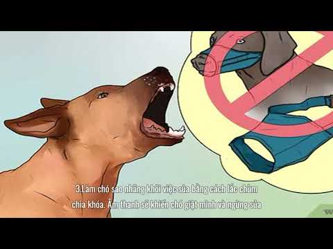 Video: Ở Tuổi Nào Chó Ngừng Phát Triển?