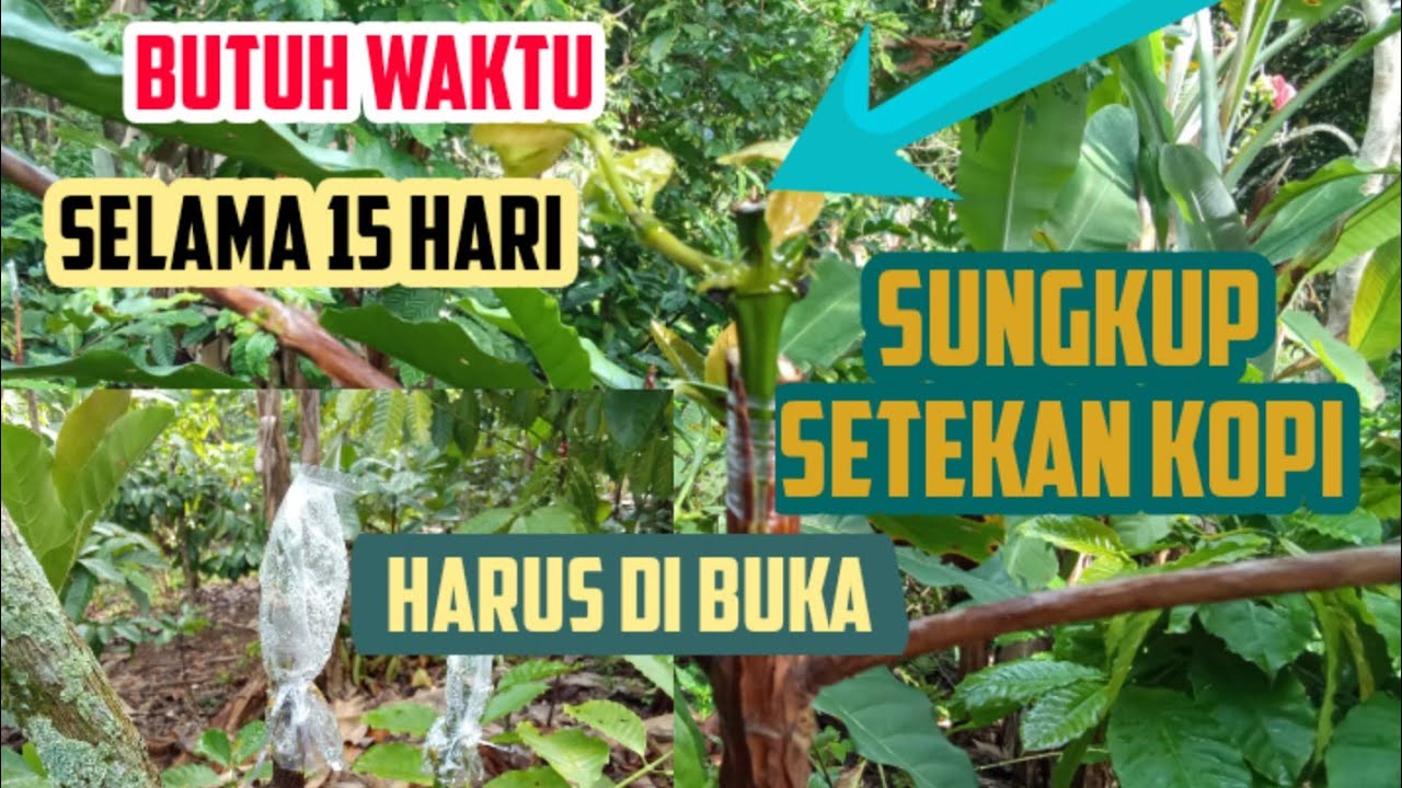 pembukaan sungkup setekan kopi di anjurkan stelah 15 hari