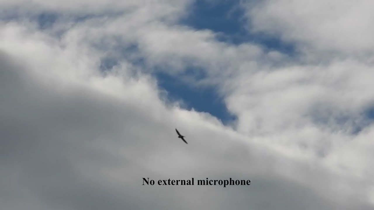 Nikon Coolpix P1000 with Sennheiser MKE 200 external mic - test and comparison