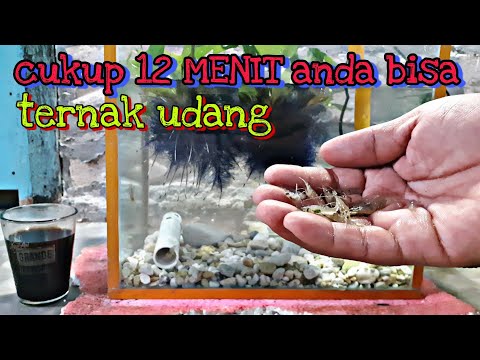 Video: Cara Menyimpan Udang Di Akuarium