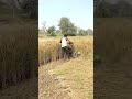 धान काटने वाला मशीन 2026 #riteshvlogsrv#farming #dhan #agriculture #shorts#shortvideo#shortvideo