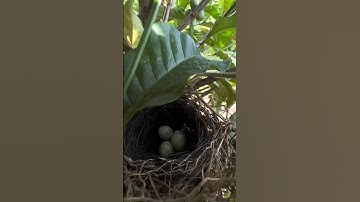 yang mau anak burung cendet jangan lupa follow #shors #burung #burungcendet #bolang #kicaumania