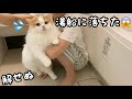 【悲報】湯船に落ちて、びしょびしょになってしまった猫w