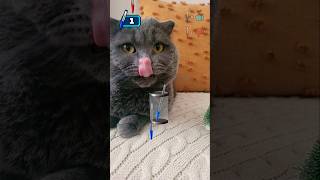 Köle Annem Miyavla Vakit Geçirdiği Için Trip Atıyorum Neyse Ben Affedeyim Diye Oyuncak Evimi Verdi