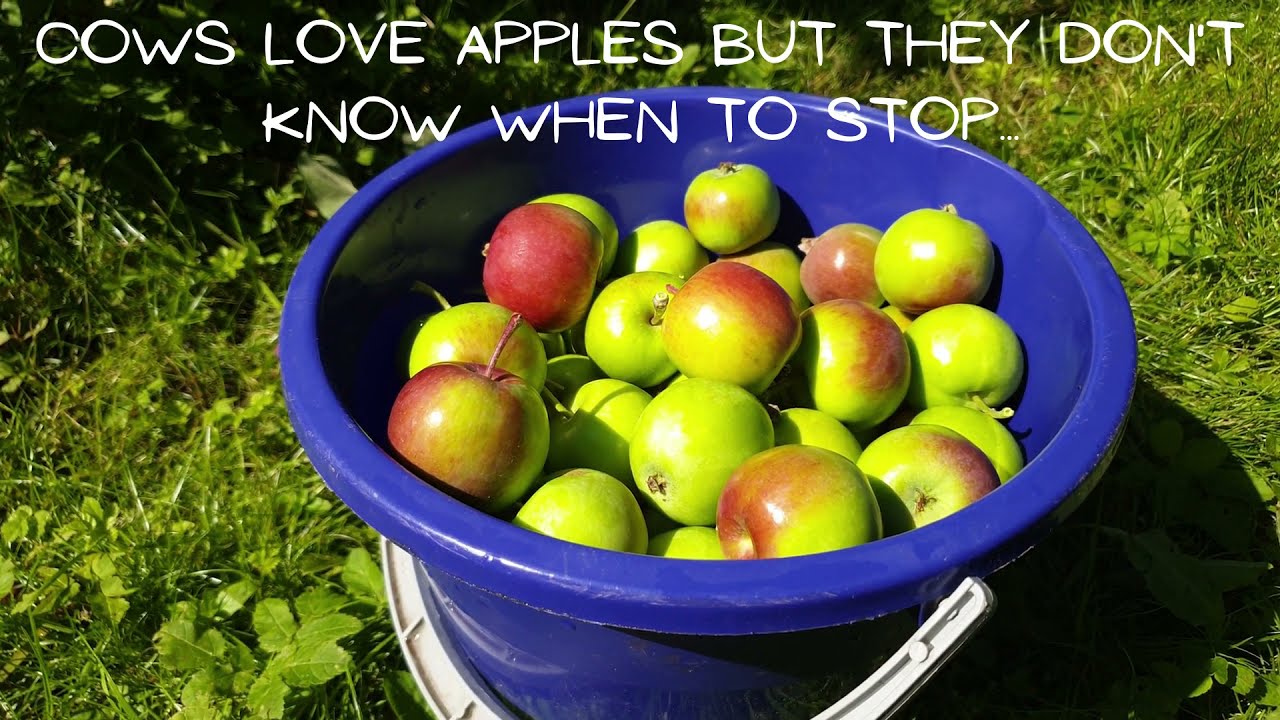 Can Cows Eat Apples? What About HalfFermented Apples? YouTube