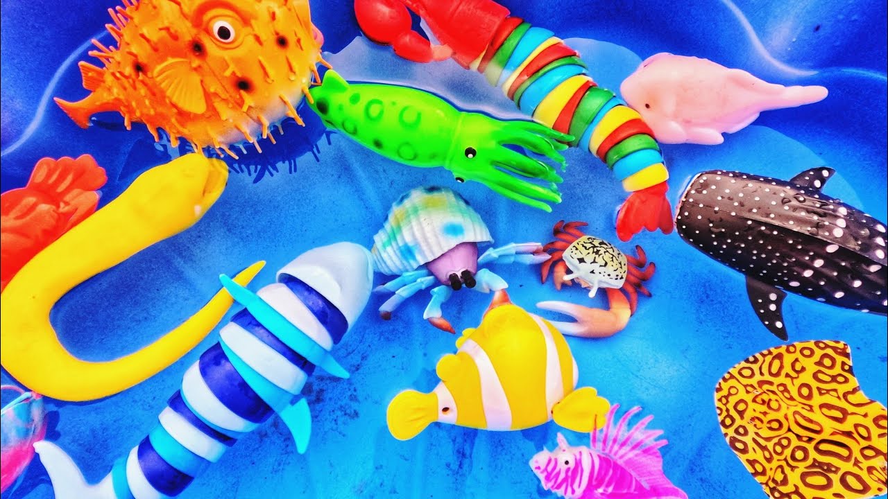 Learn Sea Animal Names & Facts for Babies Kids: Clown Fish Hermit Crab ...