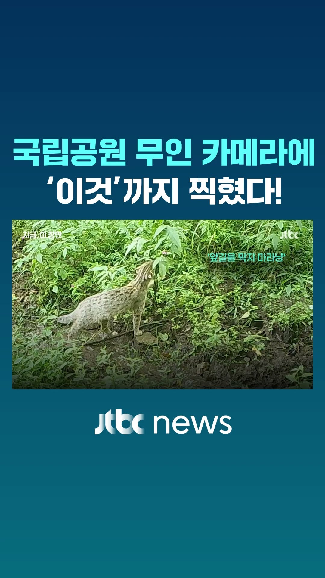 눈밭 뛰노는 담비, 뿔 싸움 노루…무인 카메라에 담긴 자연의 일상 #JTBC #Shorts