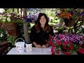 Hanging Baskets Part 3: Care Guide // Garden Answer