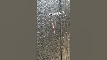 Twig Bug? Stick Bug? WTH is this? #shortvideo #bugs #stickbug