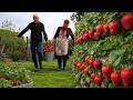 Grandma's Secret: Strawberry Planting, the Most Delicious Khengel, and Farmer Cheese Dessert 🍓
