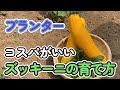 【プランター】【家庭菜園】【ズッキーニの育て方】この動画を見ればズッキーニの育て方がわかります!