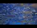 The Lost Chambers Aquarium Dubai  - 4 minutes of relaxation