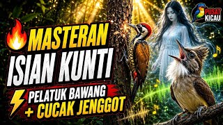🔥 MASTERAN ISIAN KUNTI NEMBAK KERAS | PELATUK BAWANG   CUCAK JENGGOT 🔥