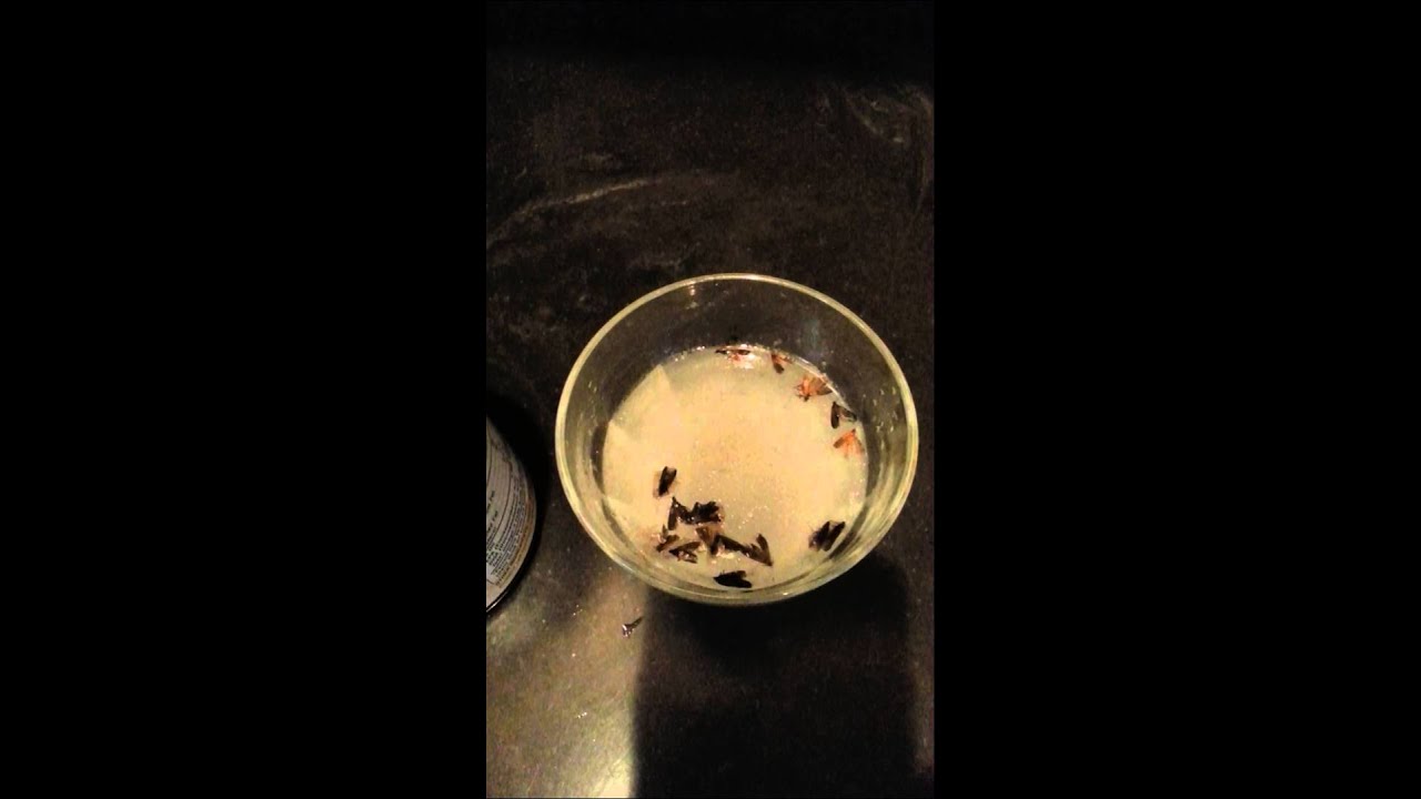 How to get rid of moths by Junebug - YouTube