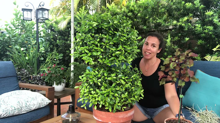 Pruning a Eugenia Topiary