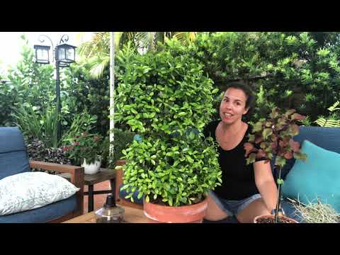 Video: Eugenia-hækvedligeholdelse - Hvornår skal Eugenia-hække beskæres
