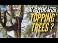 Lcimage des arbres estil mauvais