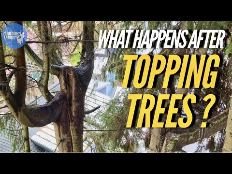 וִידֵאוֹ: What Is Tree Toping: Information About Toping A Tree