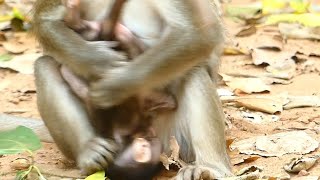 Sound Screaming Baby Alba & Tobias | Poor Anna Slapping Baby | Alba Crying On Ground | Monkey Crying
