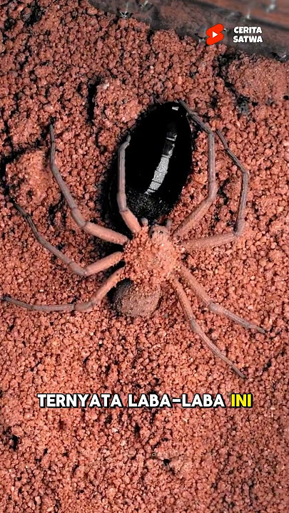 Laba Laba Kamuflase Menerkam Mangsanya 🕷️