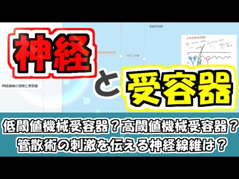 【鍼灸国家試験対策】神経と受容器についてポイントを解説！