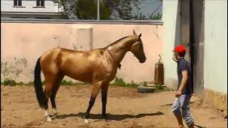 Akhal-teke stallion Diger