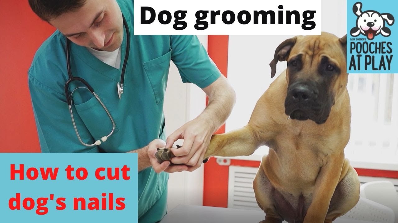 How to cut a dog's nails Expert Grooming Tips S7 Ep2 Pooches at