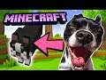 MY DOG PLAYS MINECRAFT FOR THE FIRST TIME!! (Dog Minecraft Mod!)