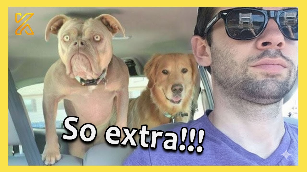 When the Dog Distribution System Chooses You… But He Turns Out to Be a Comedian 🤣 Cute Dog Video