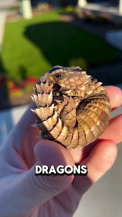 PRIA INI menemukan BAYI NAGA di KEHIDUPAN NYATA! 🐉😍