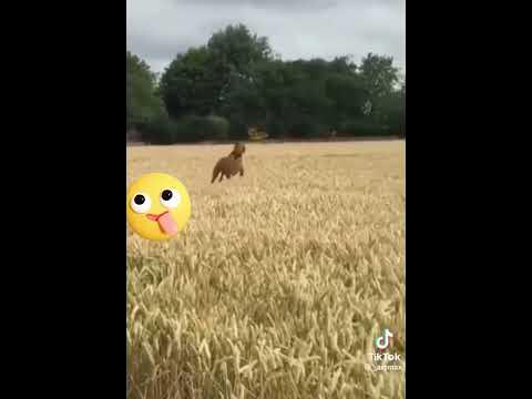 Настроение — класс! 👍 Держи хвост пистолетом, а нос - по ветру! 🌬💨#кот ...