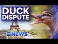 French Town In Court Over Unruly Ducks Nine News Australia 
