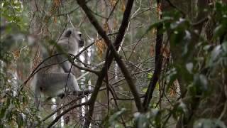 Vervet monkeys alarmed by crowned eagle